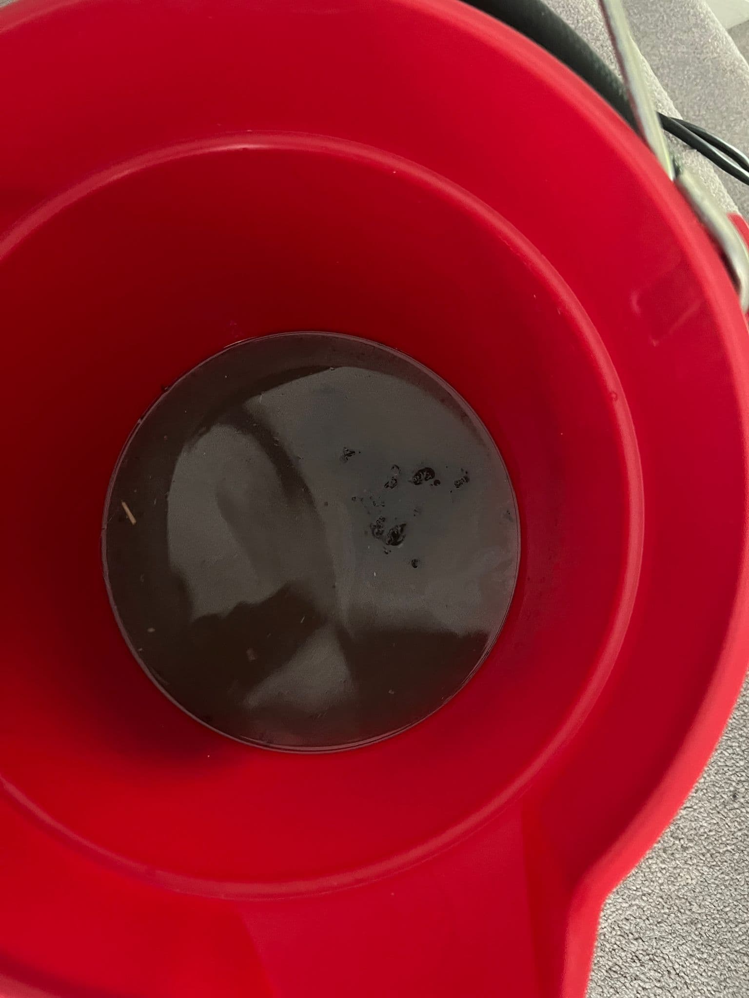 Bucket of dirty black water extracted from carpets during a professional deep clean